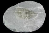 Partial Ogyginus Cordensis - Classic British Trilobite #75929-1